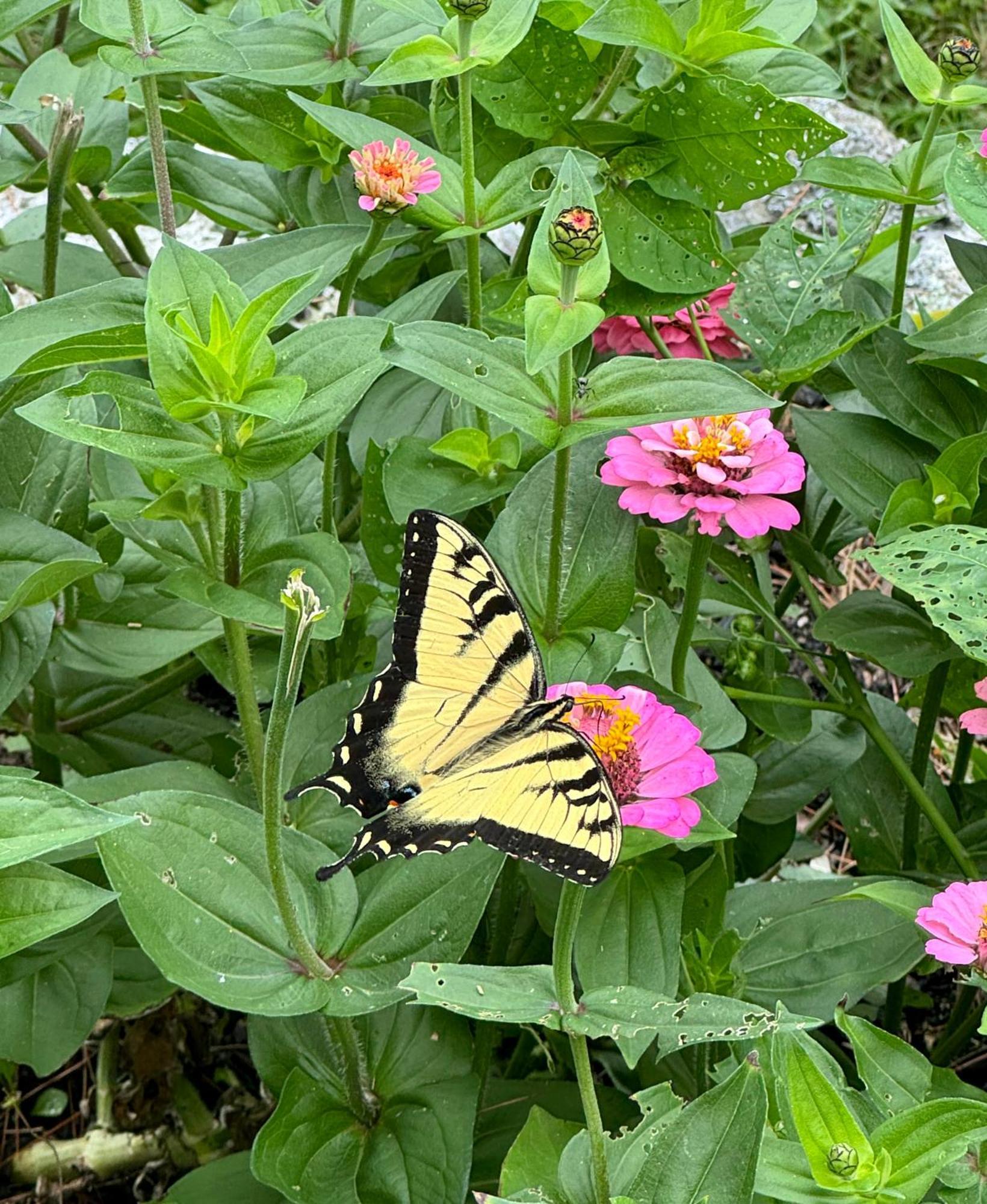 Maguire House Bed And Breakfast Ashburnham Luaran gambar
